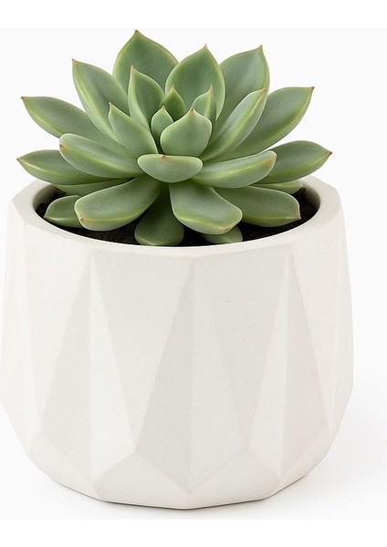 Geometrik Sukulent Saksı