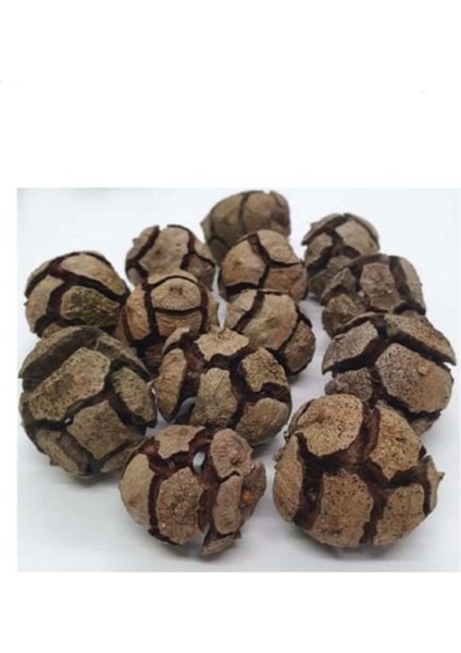 SERVIKOZALAĞI(CUPRESSUSSP)500GR