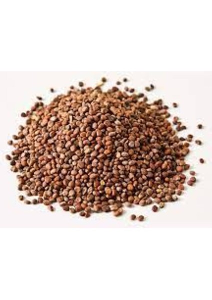 Siyah Turp Tohumu 100 gr