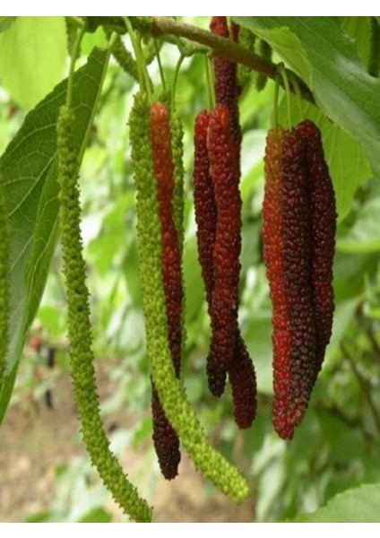 Saksıda 5 Yaş Meyve Veren Kırmızı Pakistan Şah Dut Fidanı Boy 200CM+