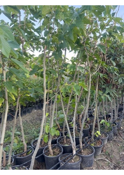 Saksıda 5 Yaş Meyve Veren Kırmızı Pakistan Şah Dut Fidanı Boy 200CM+ fiyatları