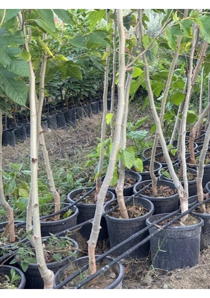 Saksıda 5 Yaş Meyve Veren Kırmızı Pakistan Şah Dut Fidanı Boy 200CM+ modelleri