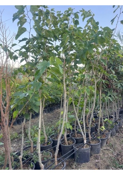 Saksıda 5 Yaş Meyve Veren Kırmızı Pakistan Şah Dut Fidanı Boy 200CM+ fırsatları