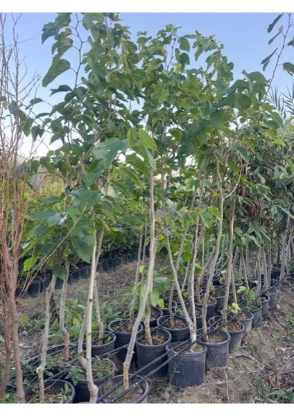 Saksıda 5 Yaş Meyve Veren Kırmızı Pakistan Şah Dut Fidanı Boy 200CM+ indirimleri