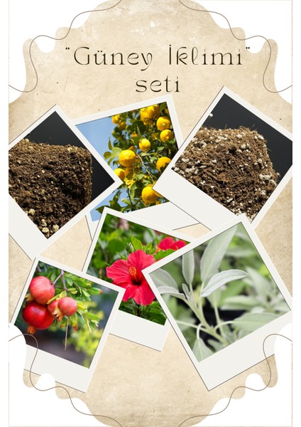 Güney Iklimi Seti / Güneşi Sevenler Için