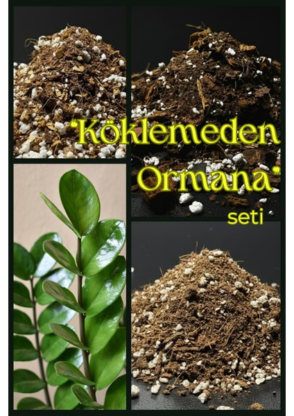 Köklemeden Ormana Seti / Büyüme Yolculuğu Için