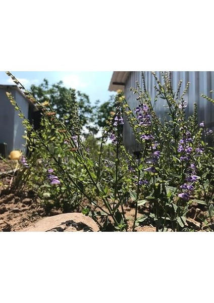 Skullcap (Su Kasidesi) 50 gr | Scutellaria x Galericulata | Bahçeden | Haven Herbs & Blends modelleri