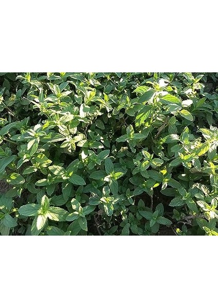 Spearmint (Nane) Çayı 50 gr | Bahçe Nanesi, Common Mint | Haven Herbs & Blends
