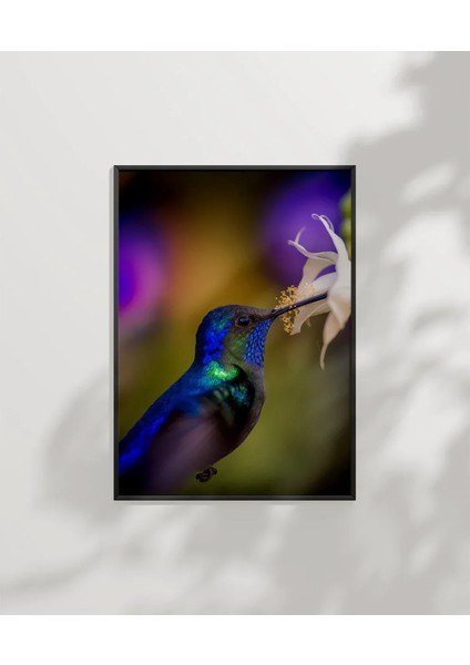 Mor Arka Planlı Sinek Kuşu Poster