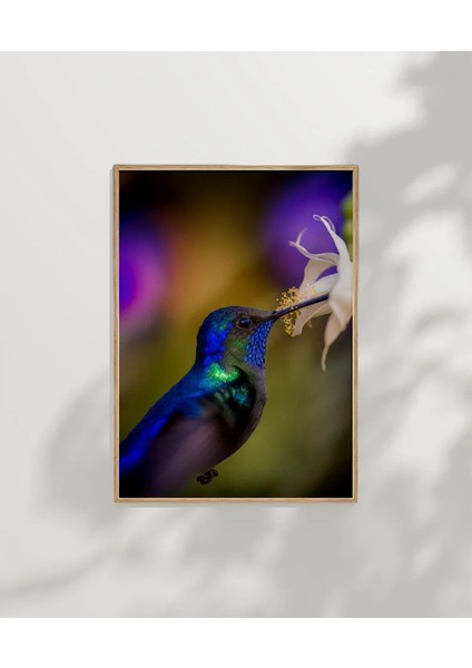 Mor Arka Planlı Sinek Kuşu Poster indirimleri