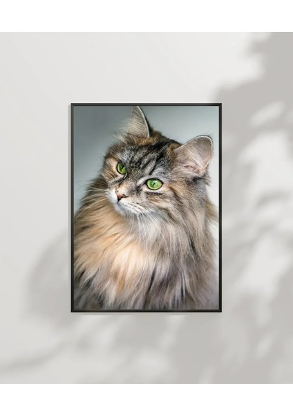 Uzun Tüylü Gri Kedi Poster