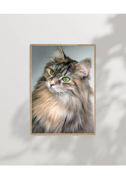 Uzun Tüylü Gri Kedi Poster modelleri