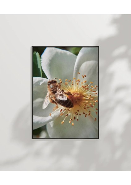 Çiçek Üzerinde Arı Poster
