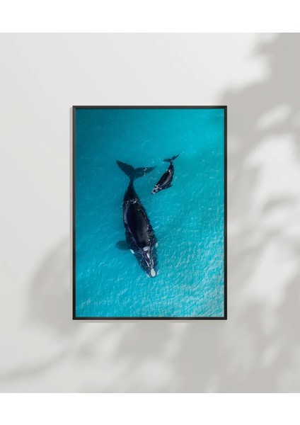 Mavi Denizde Yüzen Balinalar Poster