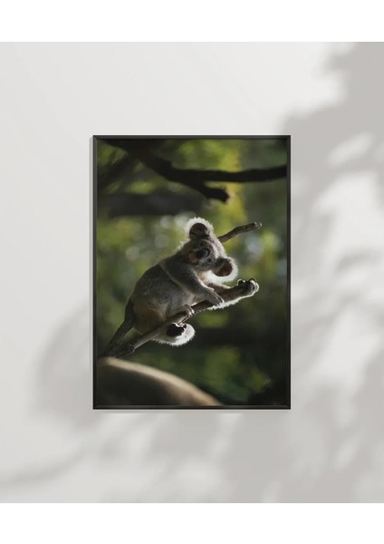 Ağaçta Tırmanan Koala Poster
