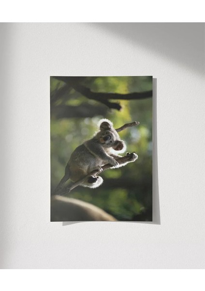 Ağaçta Tırmanan Koala Poster indirimleri