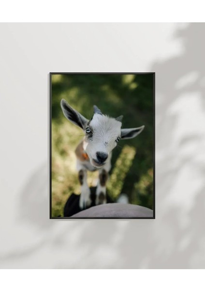 Sevimli Keçi Portresi