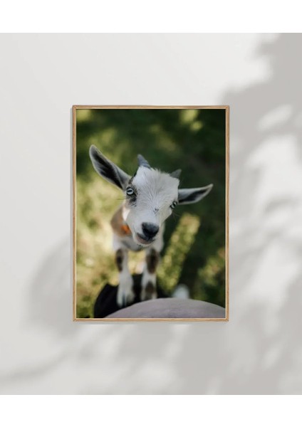 Sevimli Keçi Portresi modelleri