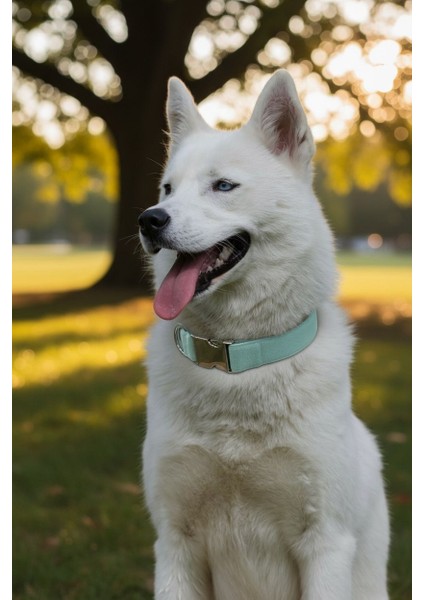 Sky Köpek Boyun Tasması -Charm Hediyeli fiyatları