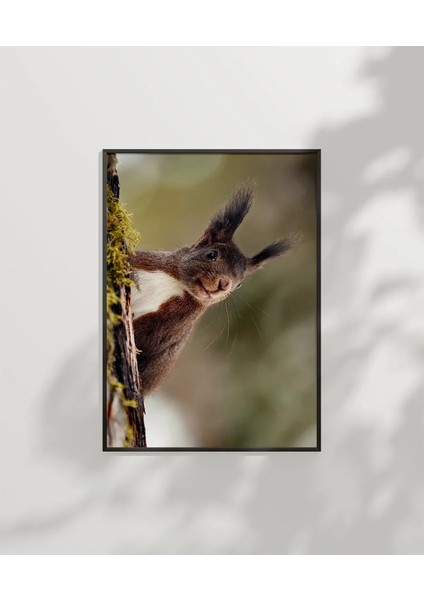 Dallara Tırmanan Sincap Poster