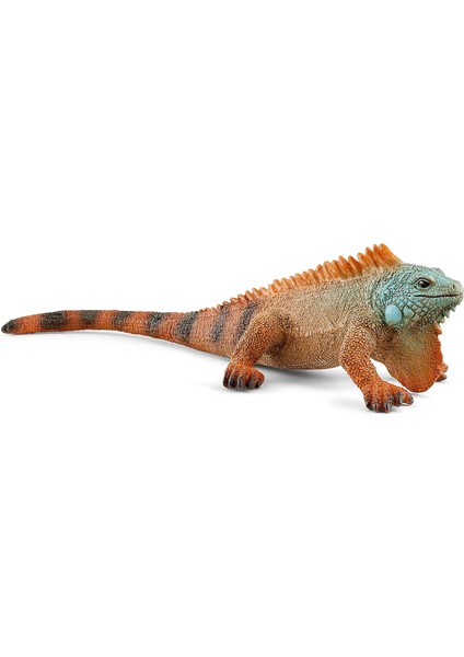 Iguana