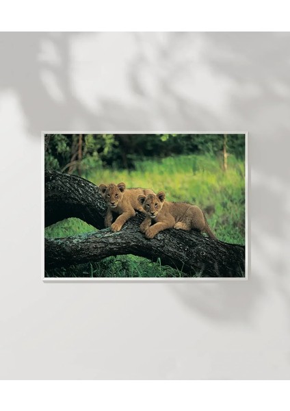 Yavru Aslanlar Poster modelleri