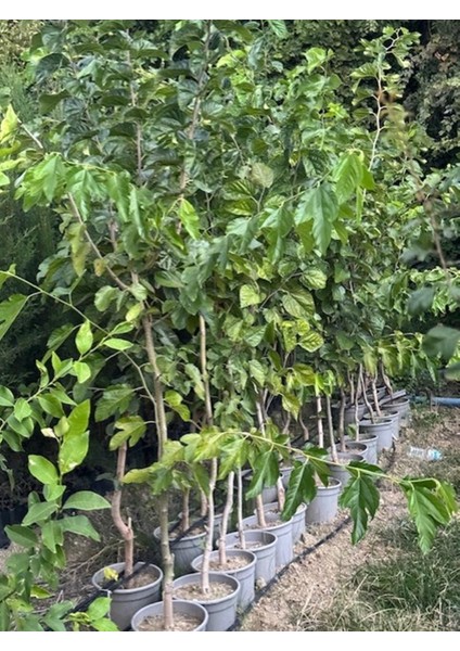 Saksıda 5 Yaş Meyve Veren Beyaz Pakistan Şah Dut Fidanı Boy 200CM+ fiyatları