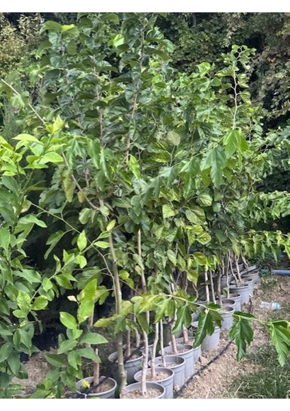 Saksıda 5 Yaş Meyve Veren Beyaz Pakistan Şah Dut Fidanı Boy 200CM+ modelleri
