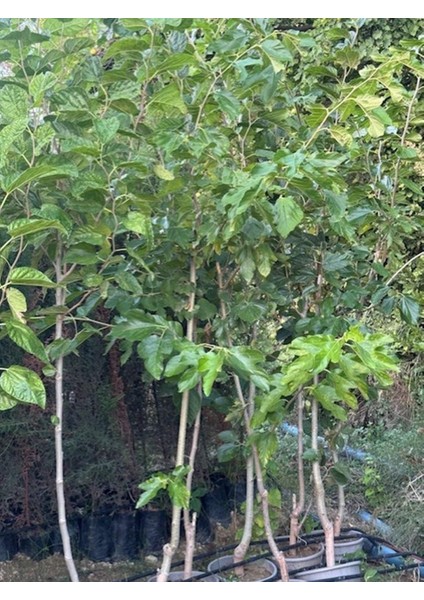 Saksıda 5 Yaş Meyve Veren Beyaz Pakistan Şah Dut Fidanı Boy 200CM+ fırsatları