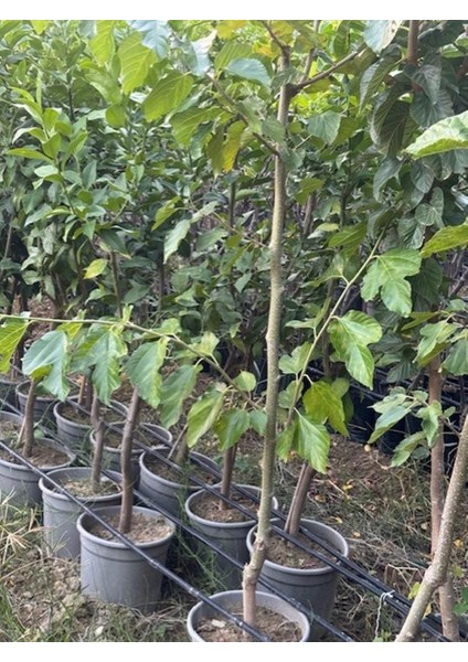 Saksıda 5 Yaş Meyve Veren Beyaz Pakistan Şah Dut Fidanı Boy 200CM+ indirimleri