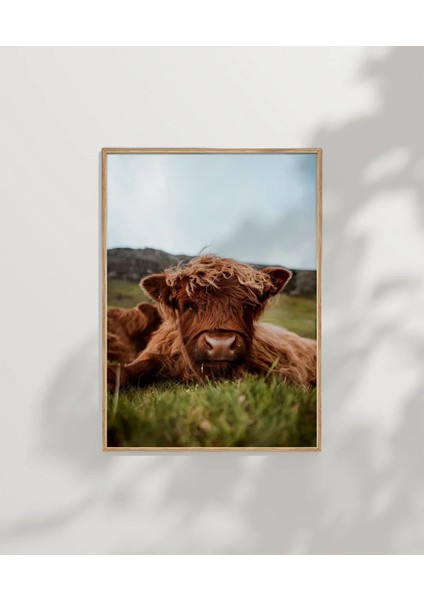 Tarlada Dinlenen Inek Poster modelleri