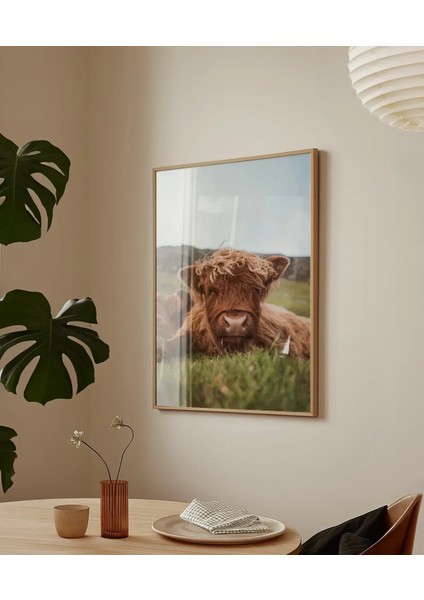 Tarlada Dinlenen Inek Poster fırsatları