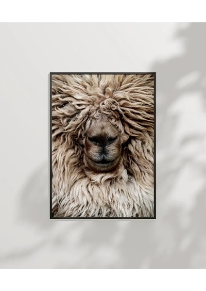 Yünlü Koyun Portresi