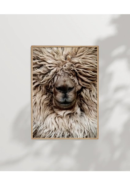 Yünlü Koyun Portresi fırsatları