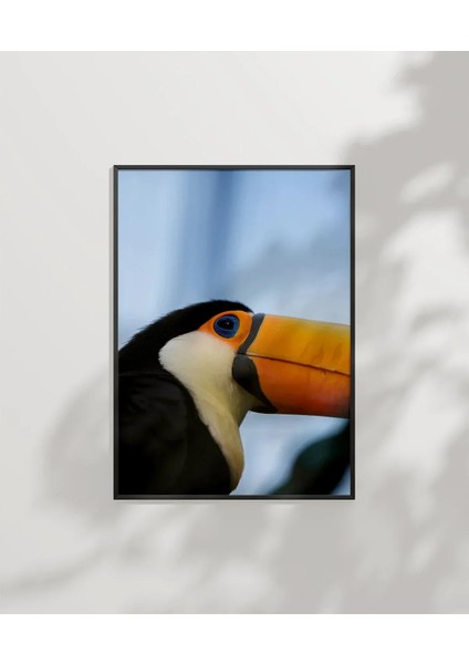 Tukan Kuşu Portresi