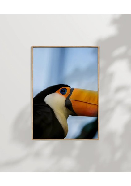 Tukan Kuşu Portresi indirimleri