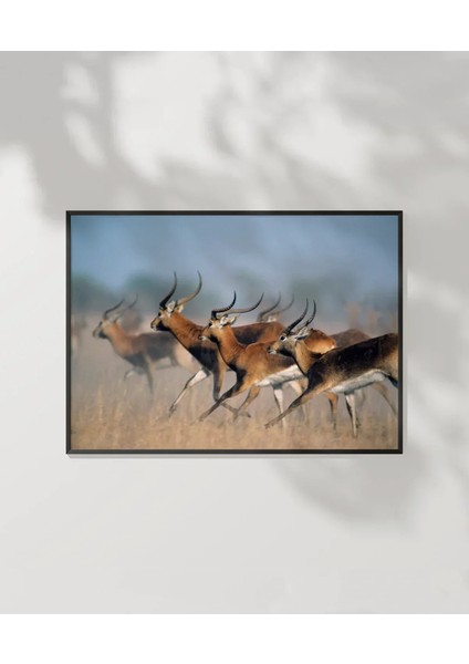 Koşan Ceylanlar Poster