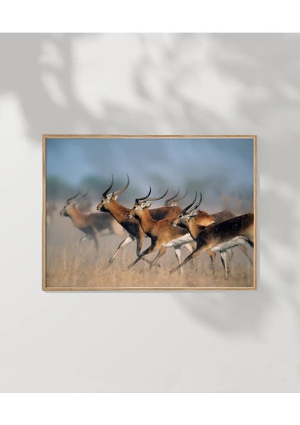 Koşan Ceylanlar Poster fırsatları