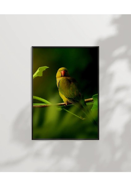 Dal Üzerinde Papağan Çifti Poster