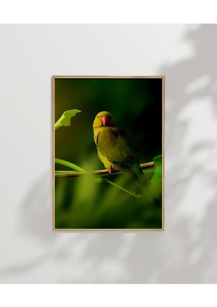 Dal Üzerinde Papağan Çifti Poster indirimleri