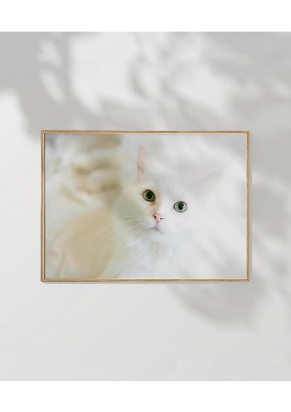 Beyaz Kedi Poster modelleri