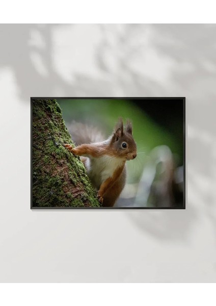 Dağ Sincabı Poster