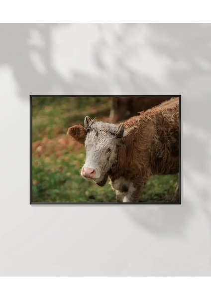 Çiftlik Sığırı Poster