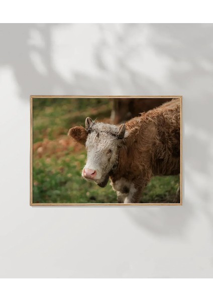 Çiftlik Sığırı Poster modelleri