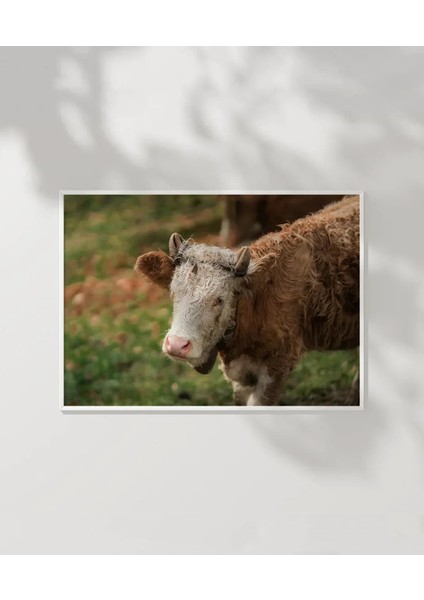 Çiftlik Sığırı Poster fırsatları