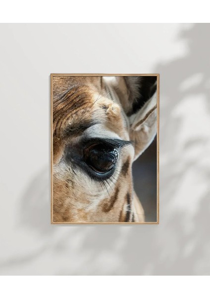 Zürafa Gözü Detay Poster modelleri