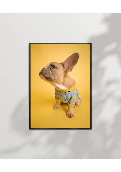 Sarı Fondaki Fransız Bulldog Poster