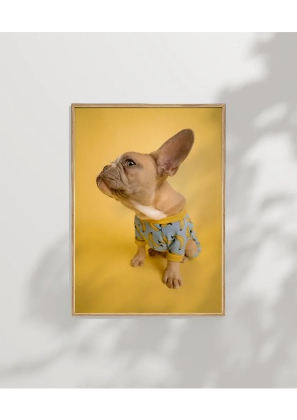 Sarı Fondaki Fransız Bulldog Poster modelleri