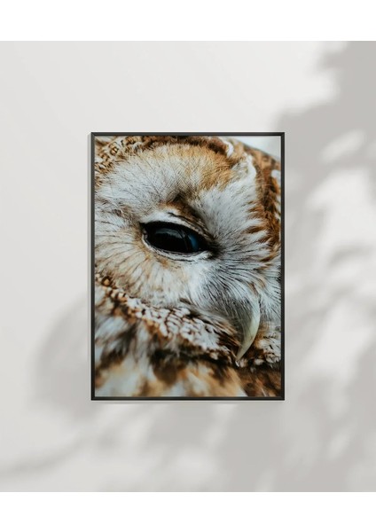 Uykulu Baykuş Poster