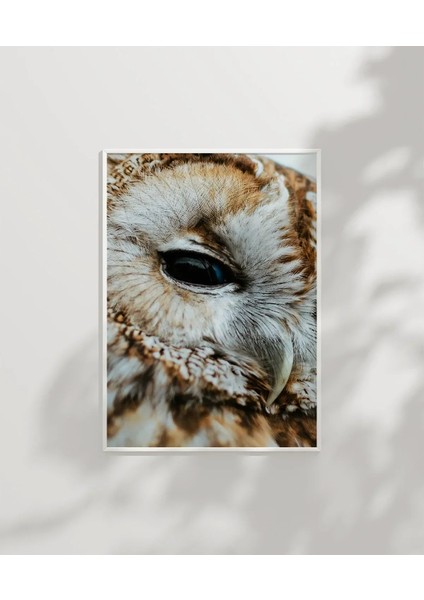 Uykulu Baykuş Poster modelleri